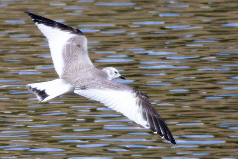 Sabine's Gull Xema sabini 