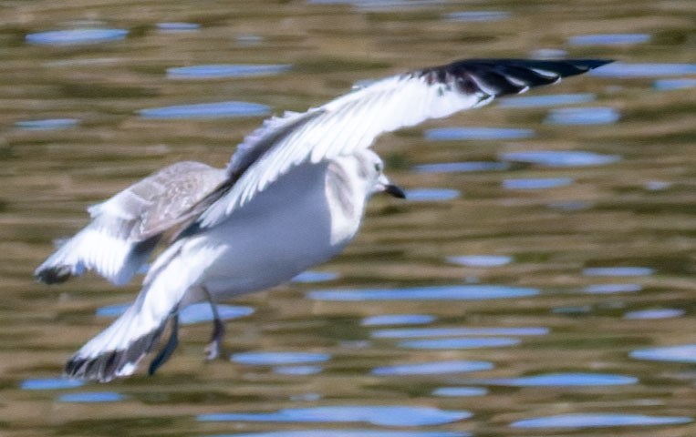 Sabine's Gull Xema sabini 