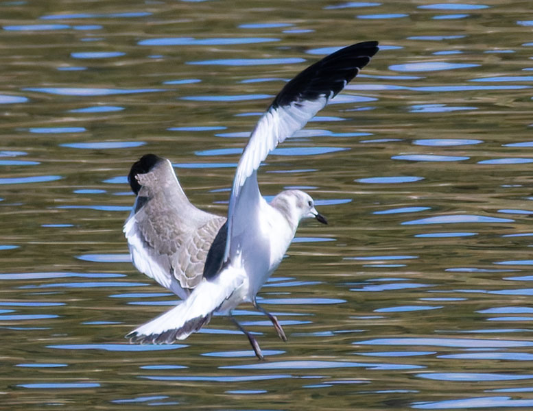 Sabine's Gull Xema sabini 
