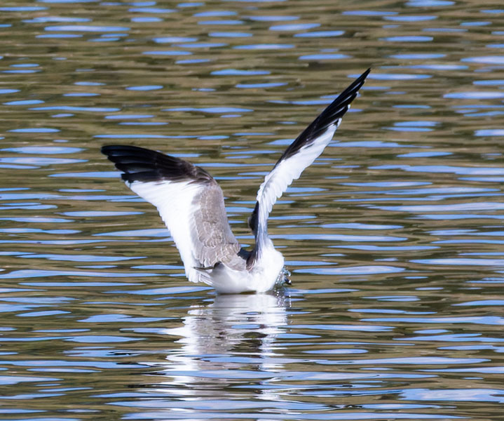 Sabine's Gull Xema sabini 