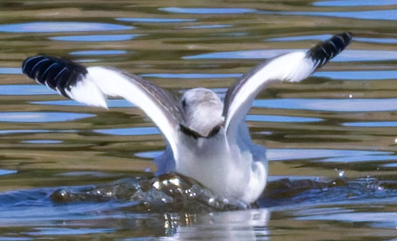Sabine's Gull Xema sabini 