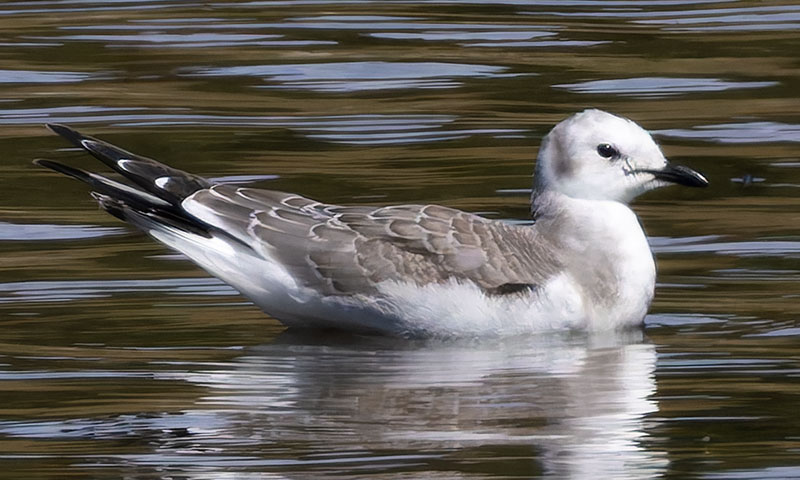 Sabine's Gull Xema sabini 