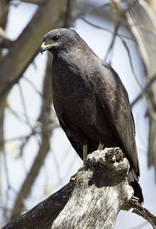 Common Black-Hawk Buteogallus anthracinus