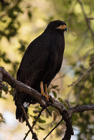 Common Black-Hawk Buteogallus anthracinus