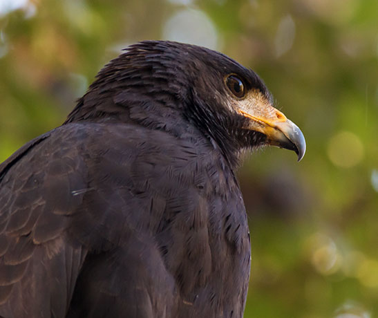 Common Black-Hawk Buteogallus anthracinus