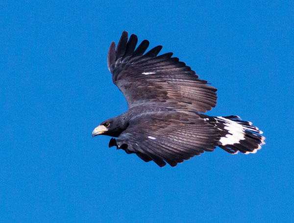 Common Black-Hawk Buteogallus anthracinus