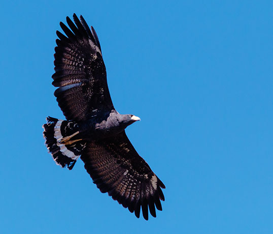 Common Black-Hawk Buteogallus anthracinus