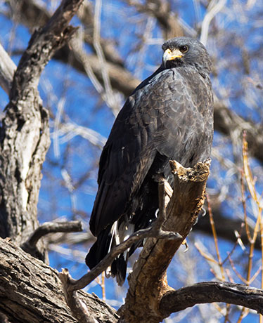 Common Black-Hawk Buteogallus anthracinus