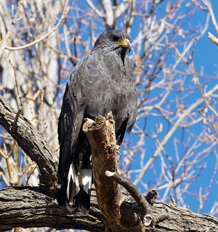 Common Black-Hawk Buteogallus anthracinus