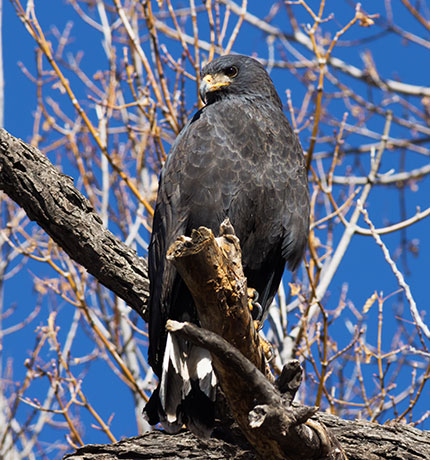 Common Black-Hawk Buteogallus anthracinus