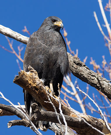 Common Black-Hawk Buteogallus anthracinus