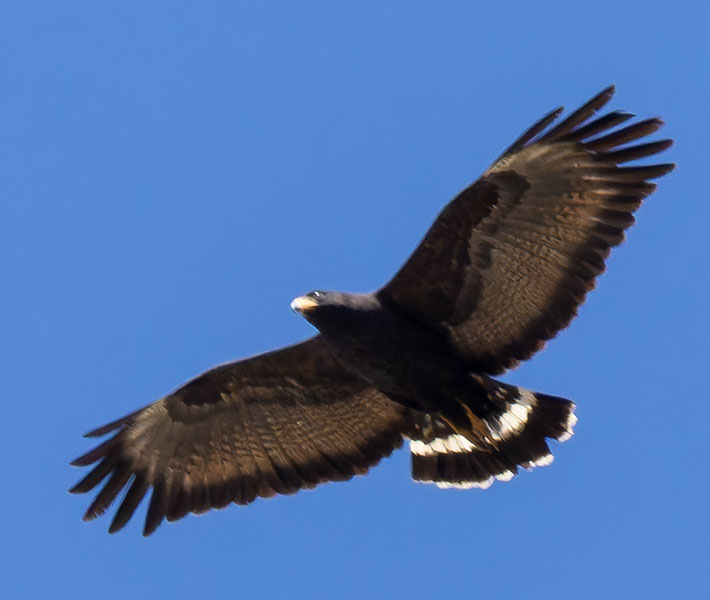 Common Black-Hawk Buteogallus anthracinus