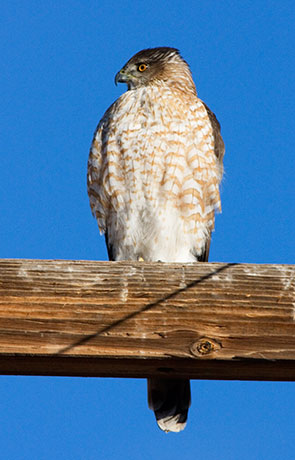 Cooper's Hawk Accipiter cooperii 