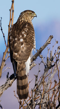 Cooper's Hawk Accipiter cooperii 