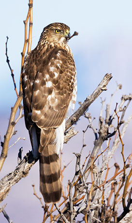 Cooper's Hawk Accipiter cooperii 