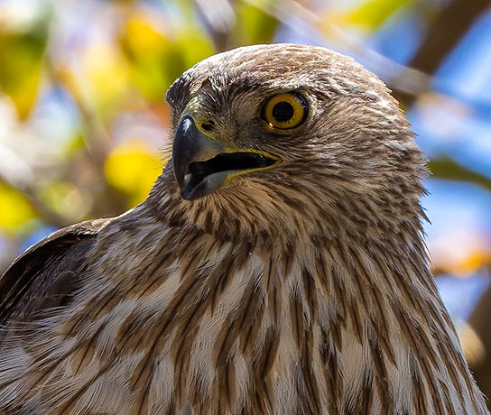 Cooper's Hawk Accipiter cooperii 
