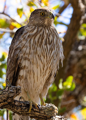 Cooper's Hawk Accipiter cooperii 
