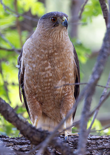 Cooper's Hawk Accipiter cooperii 