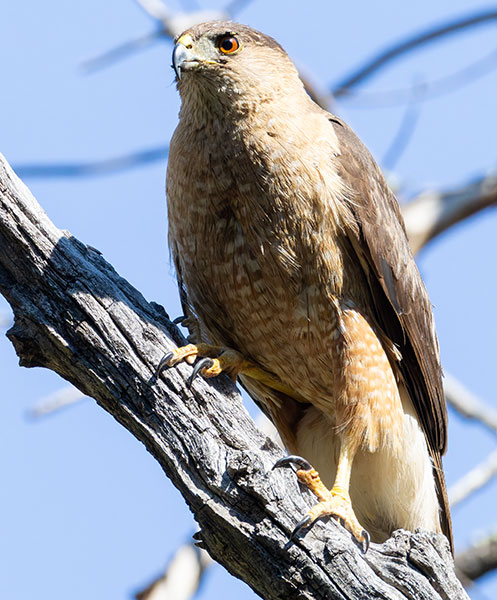 Cooper's Hawk Accipiter cooperii 