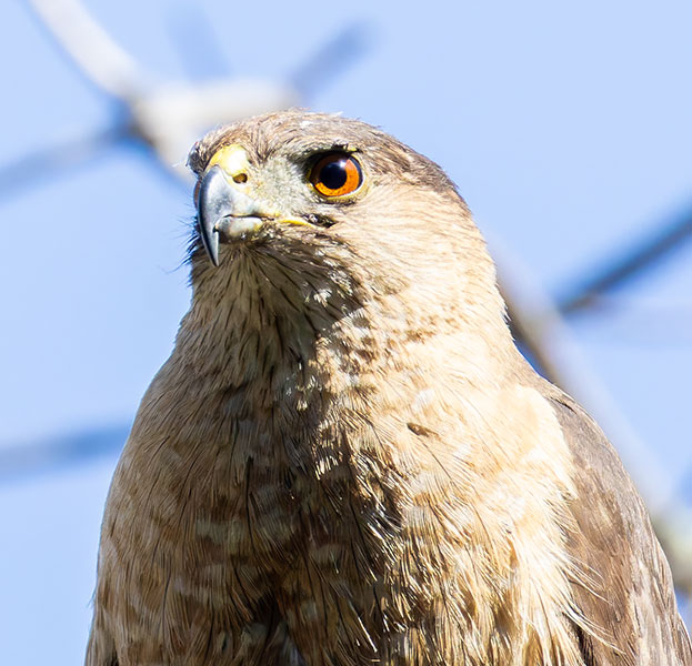 Cooper's Hawk Accipiter cooperii 