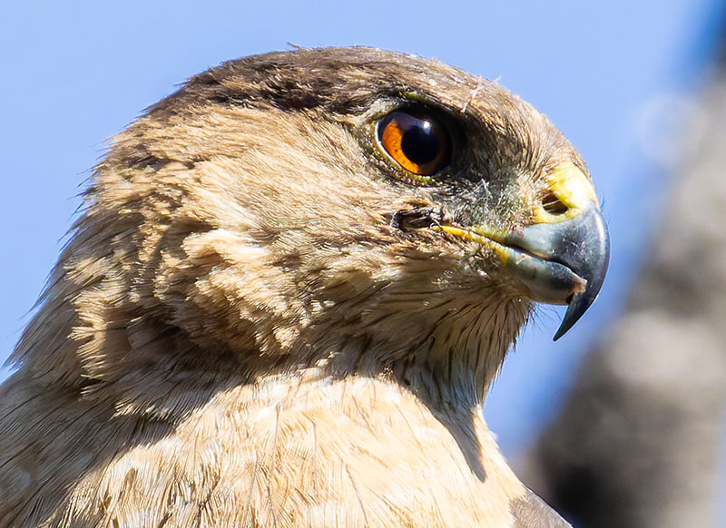 Cooper's Hawk Accipiter cooperii 