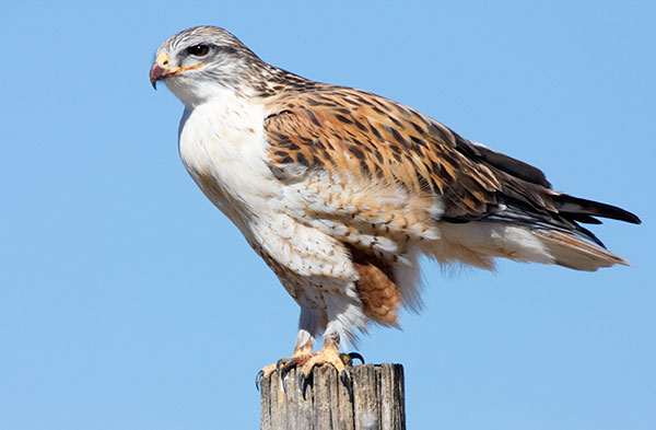 Ferruginous Hawk Buteo regalis 
