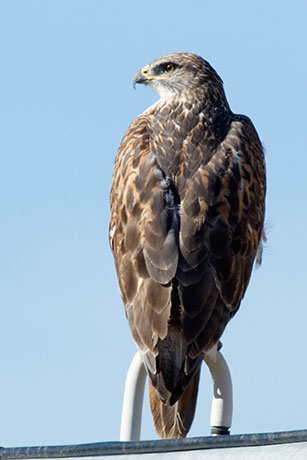 Ferruginous Hawk Buteo regalis 