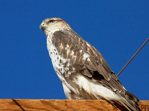 Ferruginous Hawk Buteo regalis 