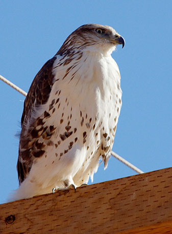 Ferruginous Hawk Buteo regalis 
