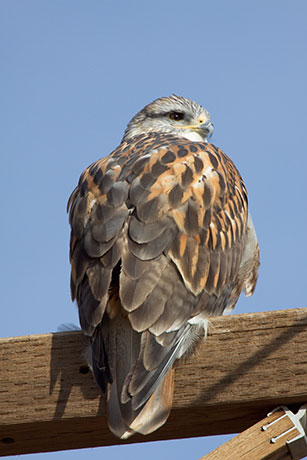 Ferruginous Hawk Buteo regalis 