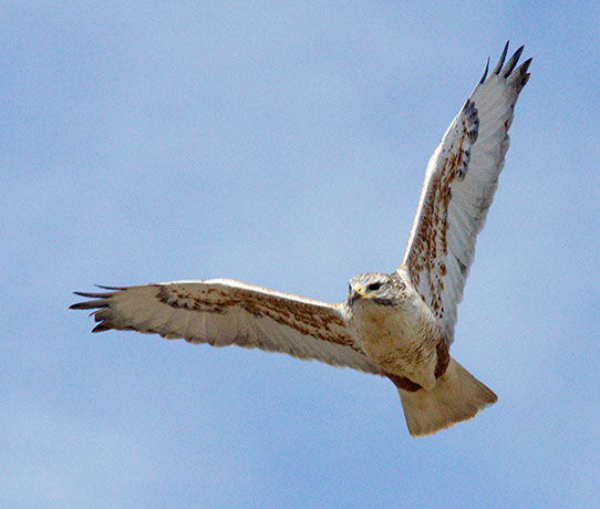 Ferruginous Hawk Buteo regalis 
