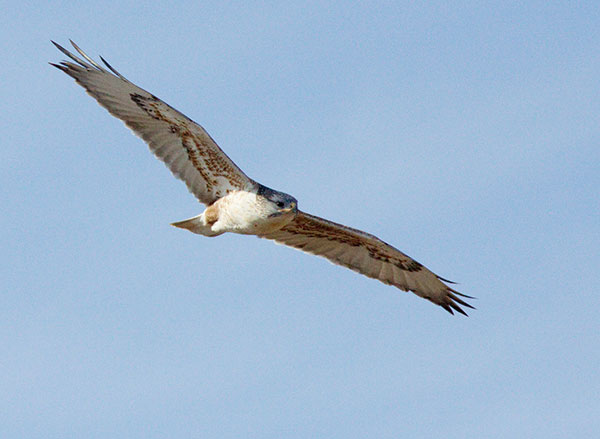 Ferruginous Hawk Buteo regalis 