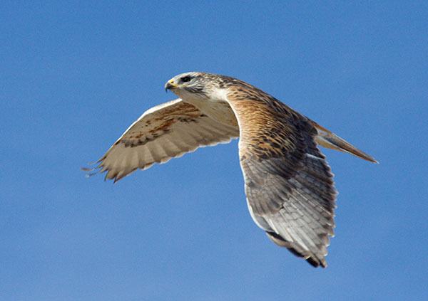 Ferruginous Hawk Buteo regalis 