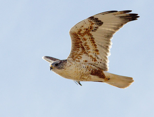 Ferruginous Hawk Buteo regalis 