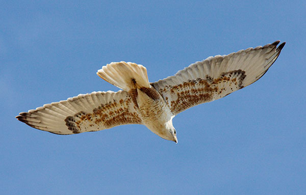 Ferruginous Hawk Buteo regalis 