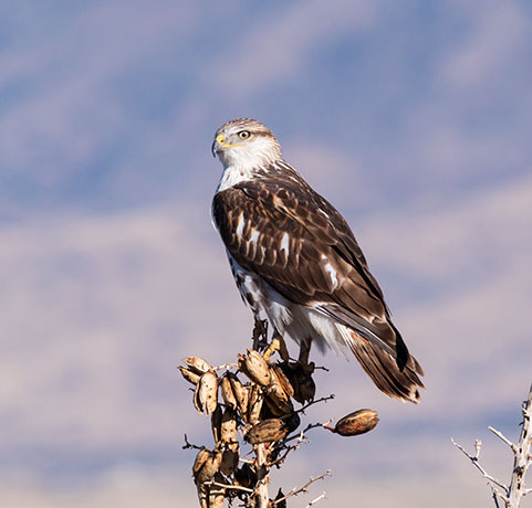 Ferruginous Hawk Buteo regalis 