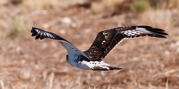 Ferruginous Hawk Buteo regalis 