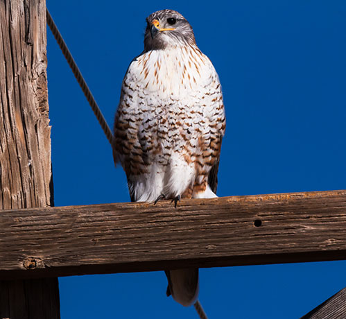 Ferruginous Hawk Buteo regalis 
