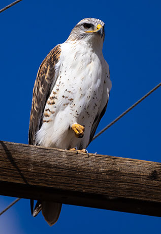 Ferruginous Hawk Buteo regalis 