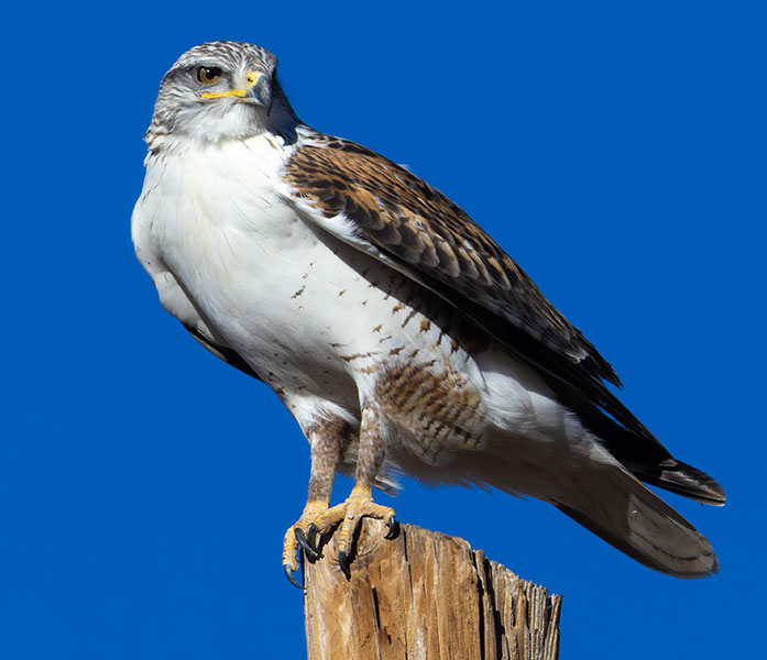 Ferruginous Hawk Buteo regalis 