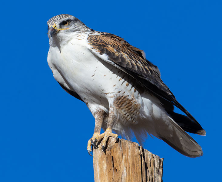 Ferruginous Hawk Buteo regalis 