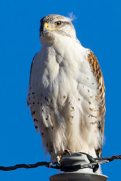 Ferruginous Hawk Buteo regalis 