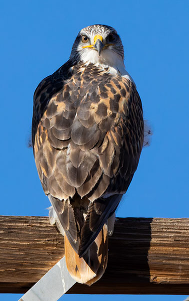 Ferruginous Hawk Buteo regalis 