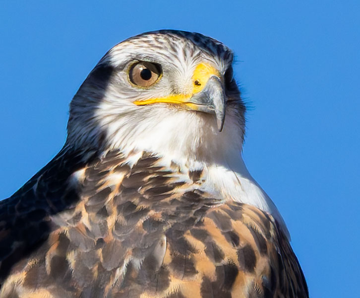 Ferruginous Hawk Buteo regalis 