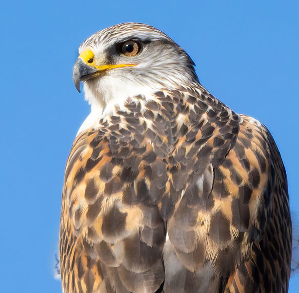 Ferruginous Hawk Buteo regalis 