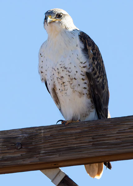Ferruginous Hawk Buteo regalis 