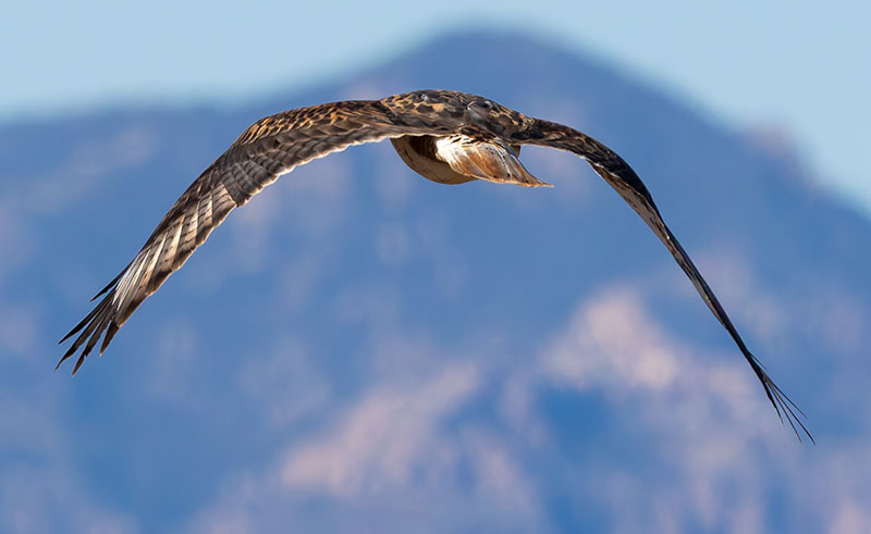 Ferruginous Hawk Buteo regalis 