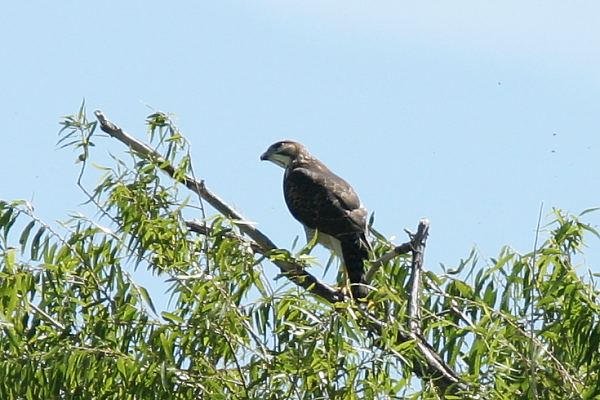 Gray Hawk Asturina nitida 