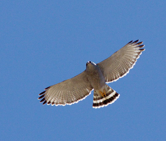 Gray Hawk Asturina nitida 