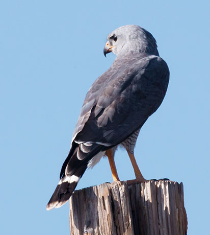 Gray Hawk Asturina nitida 